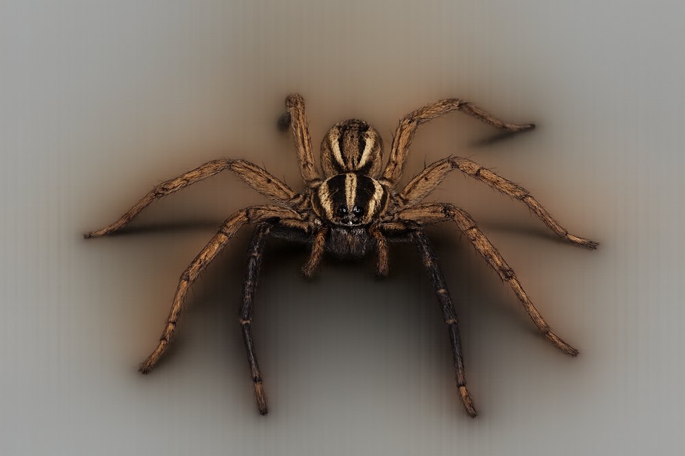 Wolf spider (family Lycosidae)